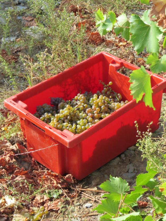 Stay At The Winemaker Ervedosa do Douro Εξωτερικό φωτογραφία