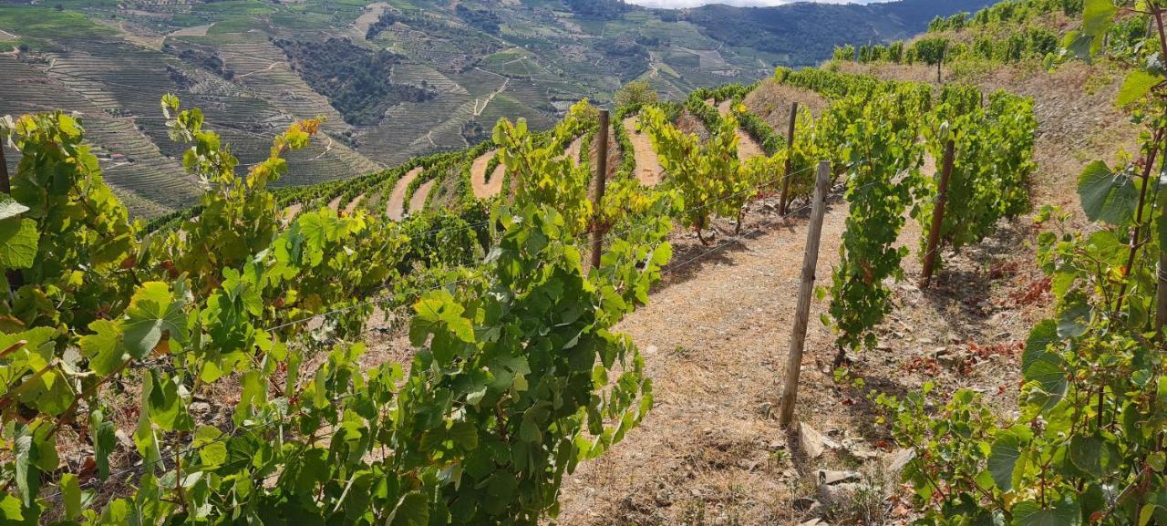 Stay At The Winemaker Ervedosa do Douro Εξωτερικό φωτογραφία